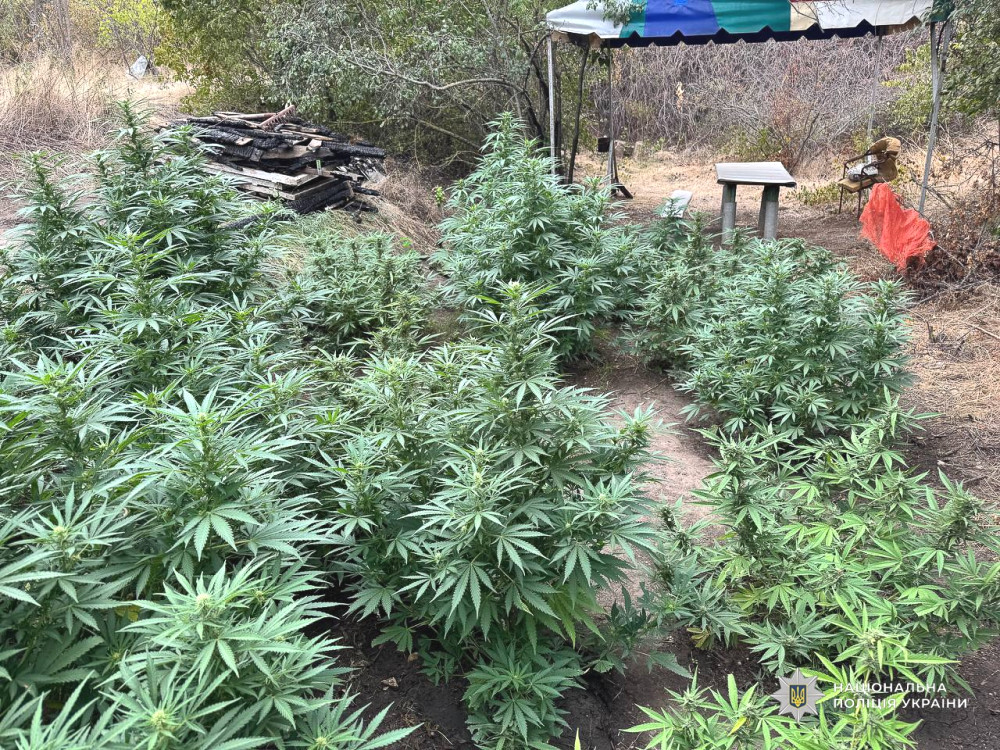 7099 image for slide